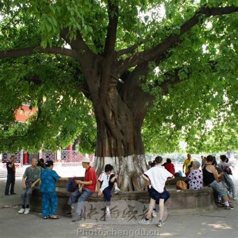 大樹乘涼|都說「大樹底下好乘涼」，卻不知「大樹底下不長草」。